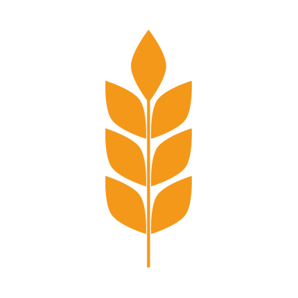 Spiga di grano