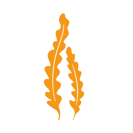 rucola