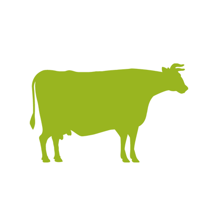 mucca