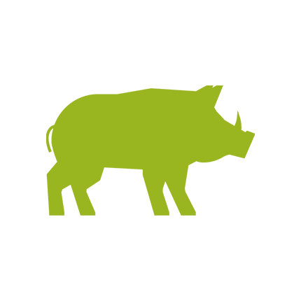 cinghiale
